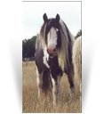 Polly Pony